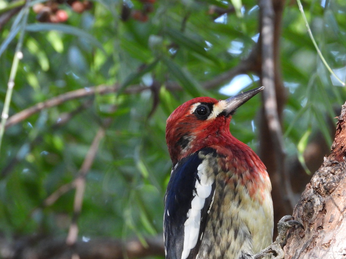 Red-breasted Sapsucker - ML645679446