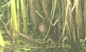 Uroilanda virginiarra - ML645679450