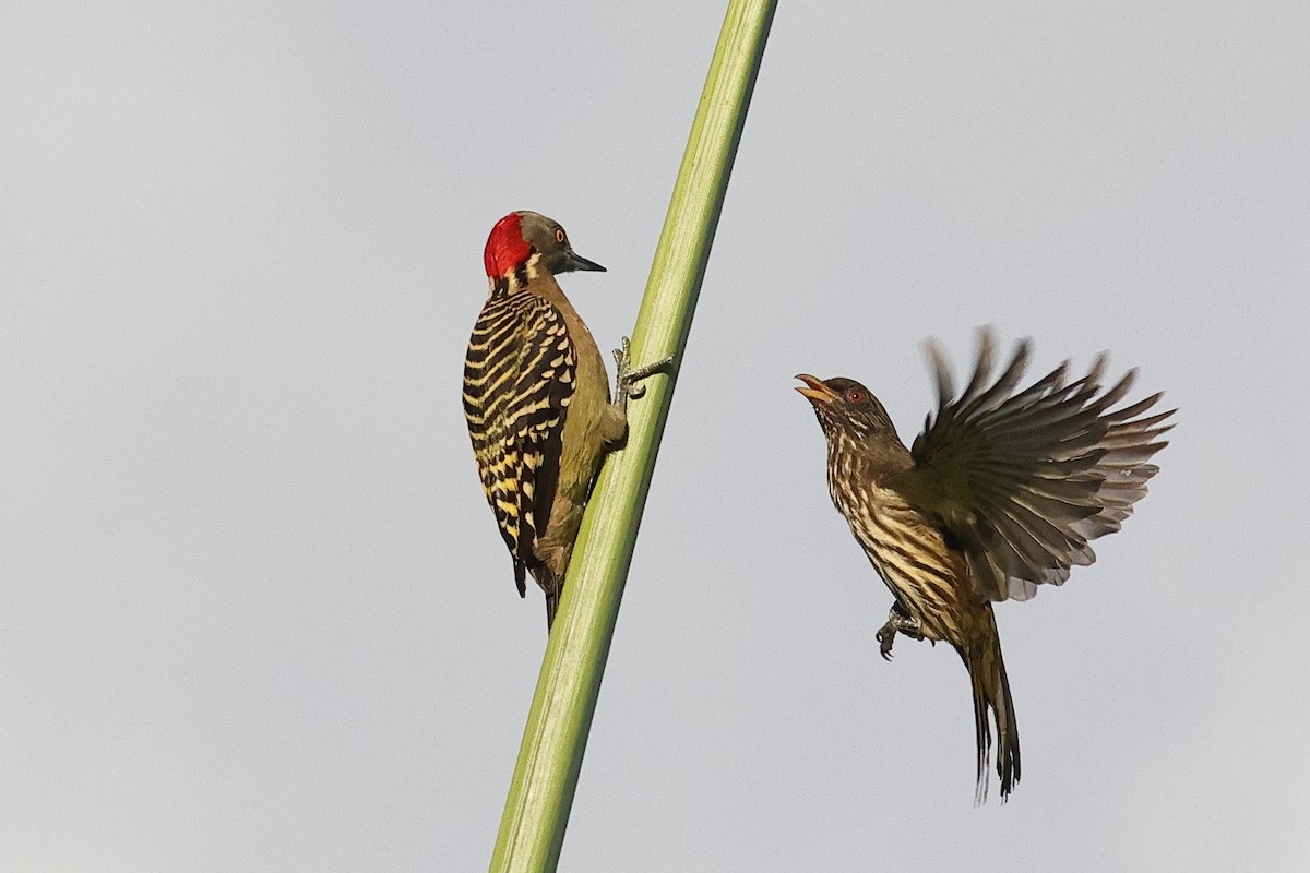 Hispaniolan Woodpecker - ML645679454
