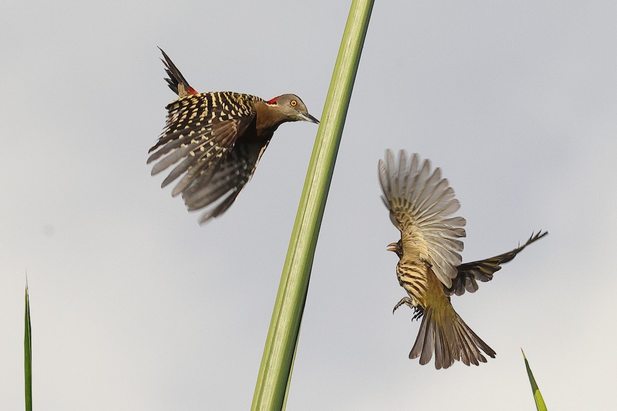 Hispaniolan Woodpecker - ML645679455