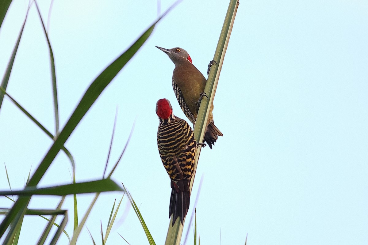Hispaniolan Woodpecker - ML645679456