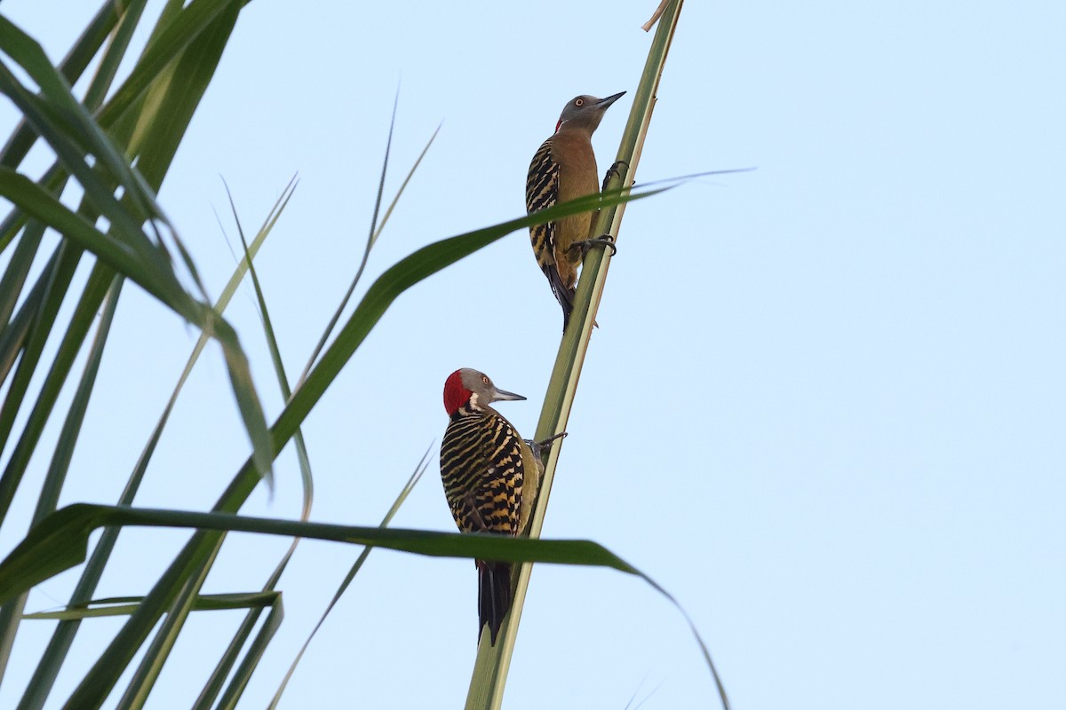 Hispaniolan Woodpecker - ML645679457