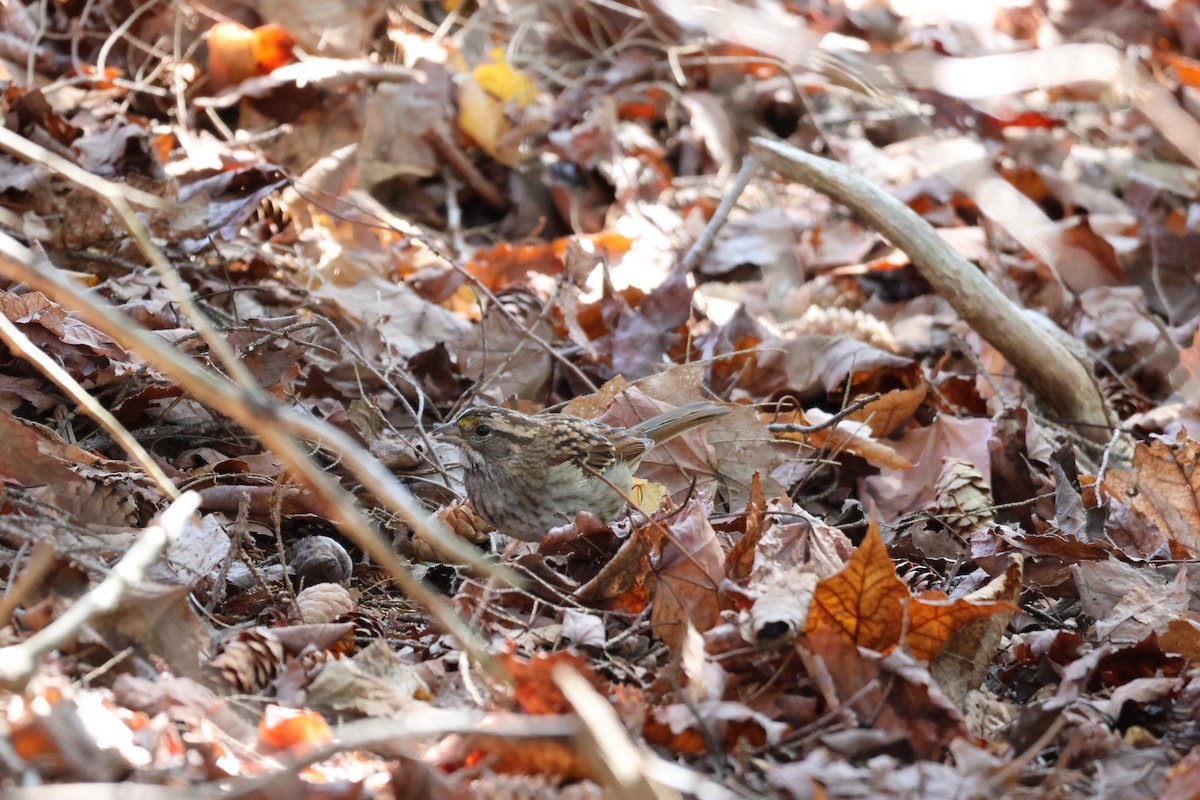 White-throated Sparrow - ML645679459