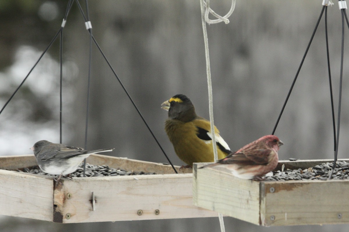 Evening Grosbeak (Eastern or type 3) - ML645679460