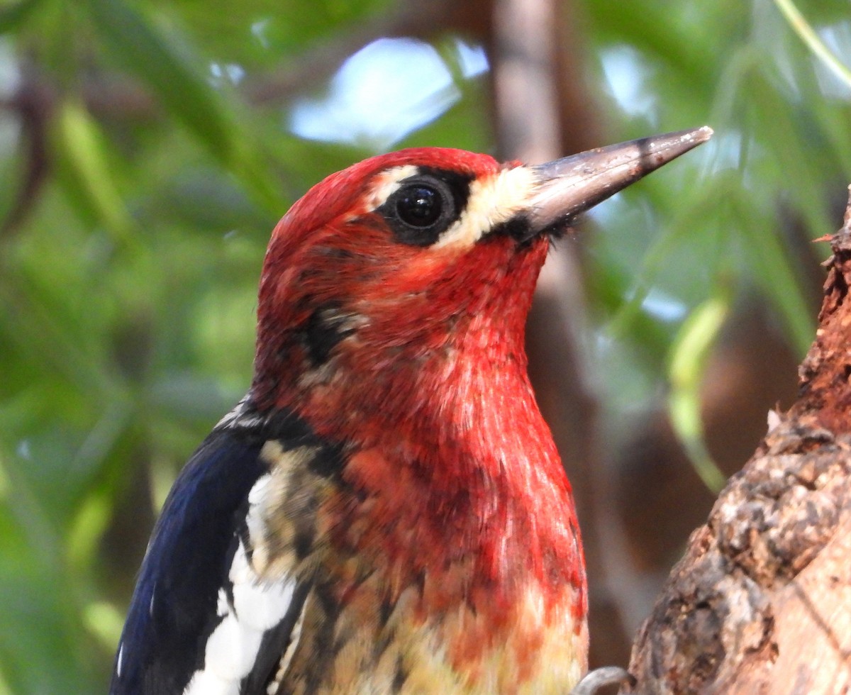 Red-breasted Sapsucker - ML645679466