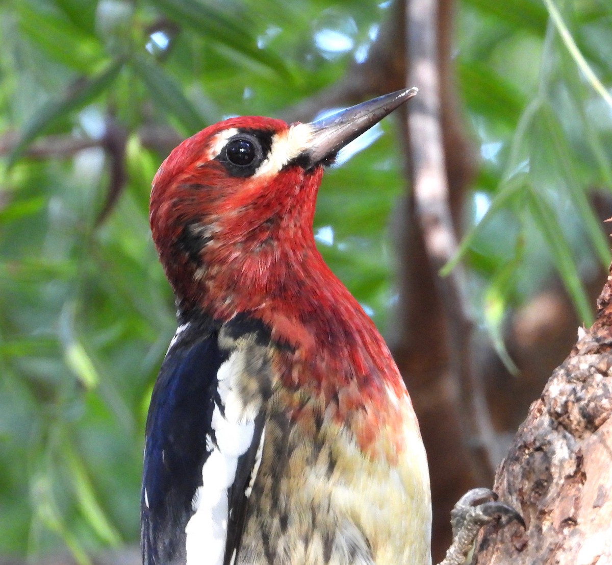 Red-breasted Sapsucker - ML645679467