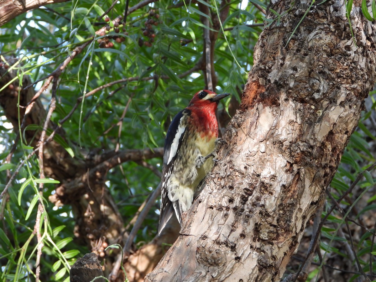 Red-breasted Sapsucker - ML645679469