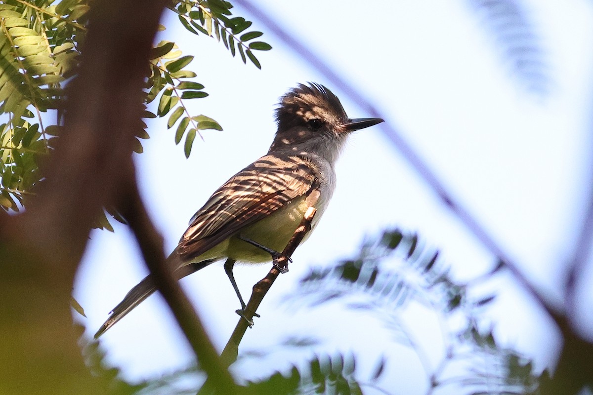 Stolid Flycatcher - ML645679471