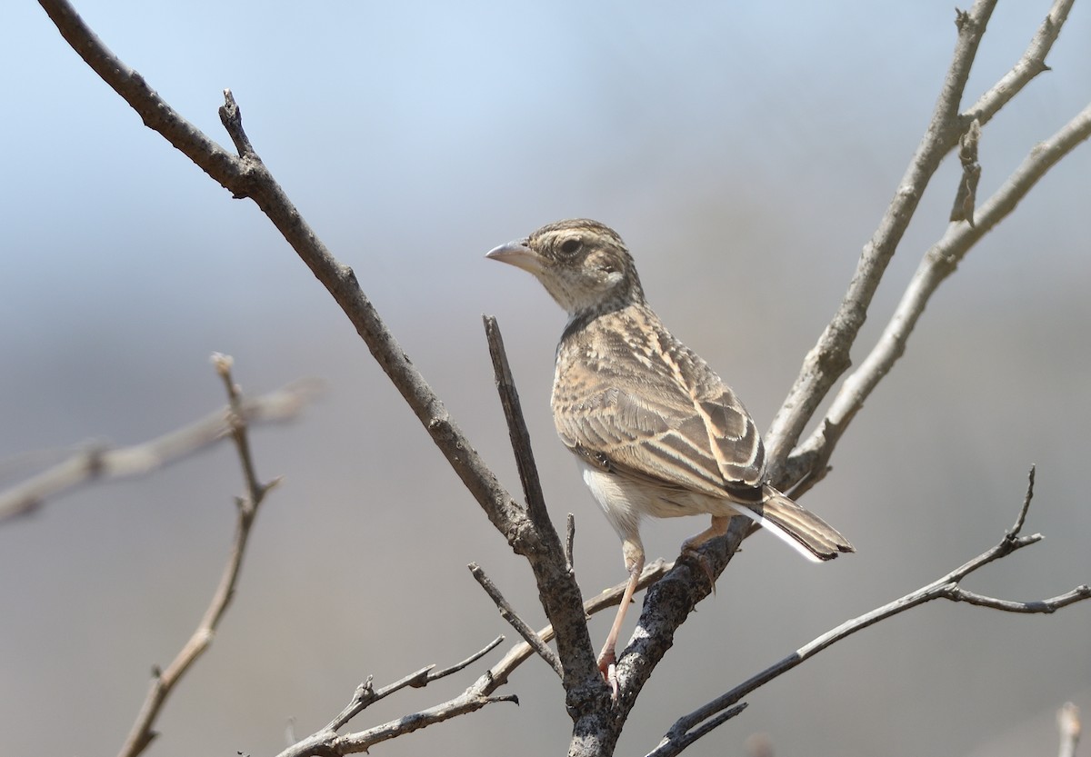 Alondra de Java - ML645679472