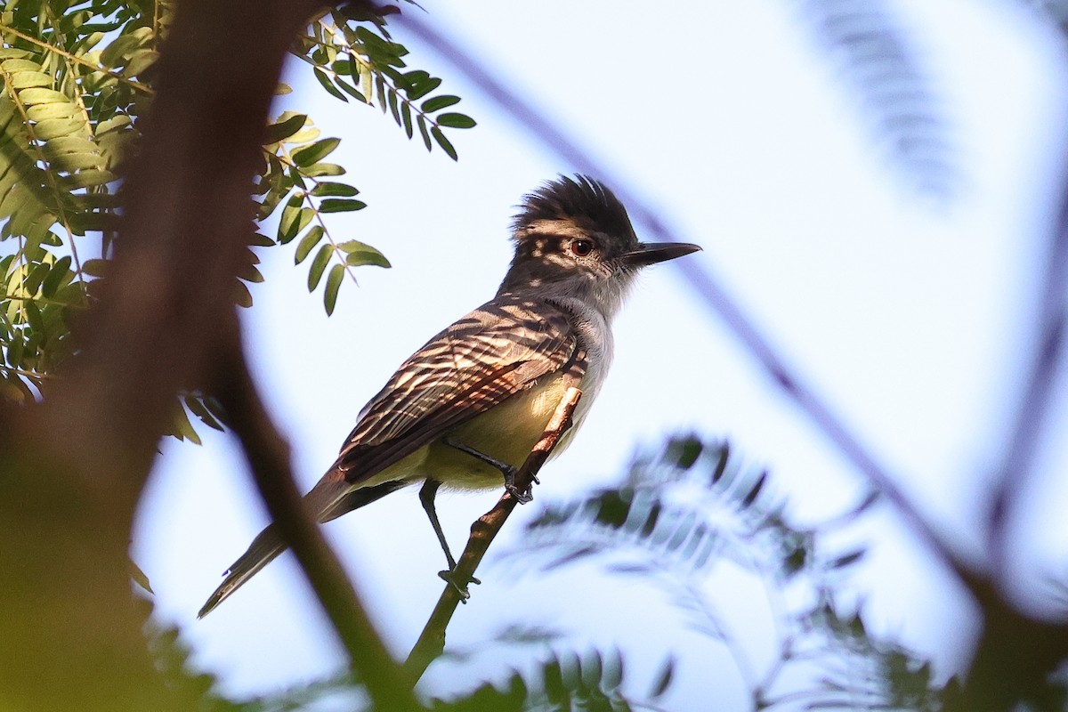 Stolid Flycatcher - ML645679473