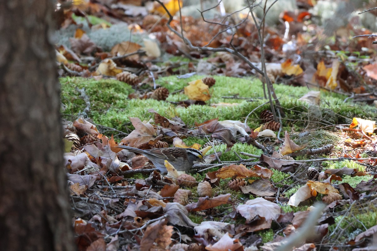 White-throated Sparrow - ML645679474