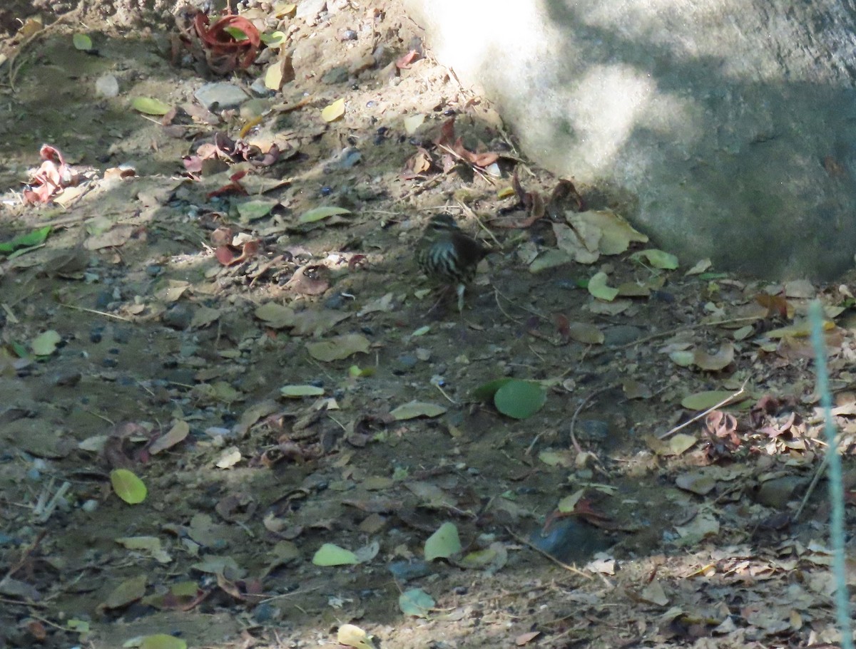 Northern Waterthrush - ML645679476