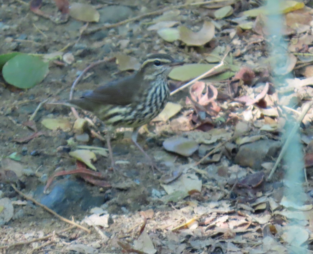 Northern Waterthrush - ML645679477
