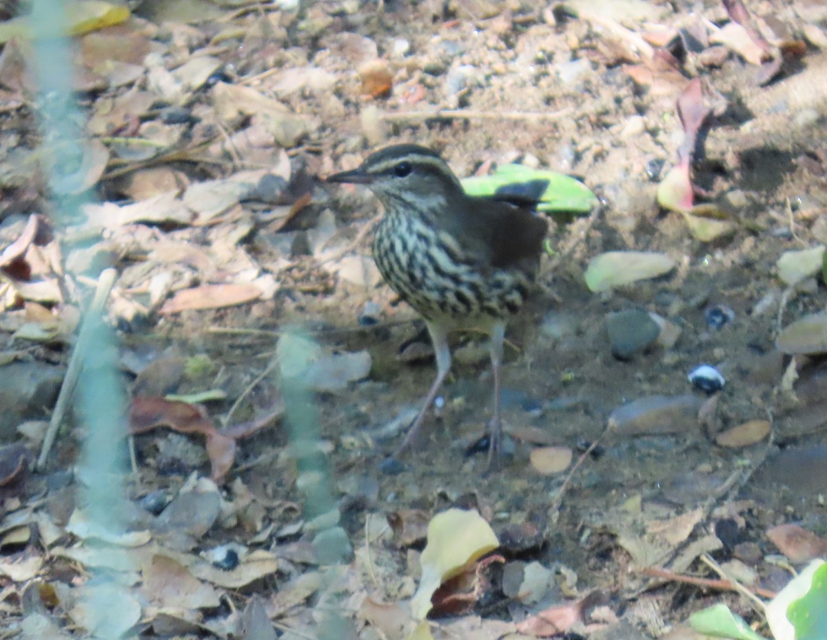 Northern Waterthrush - ML645679478