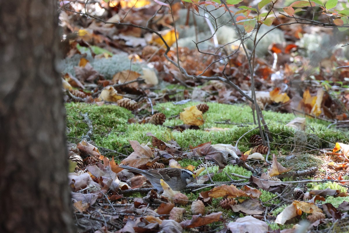White-throated Sparrow - ML645679487