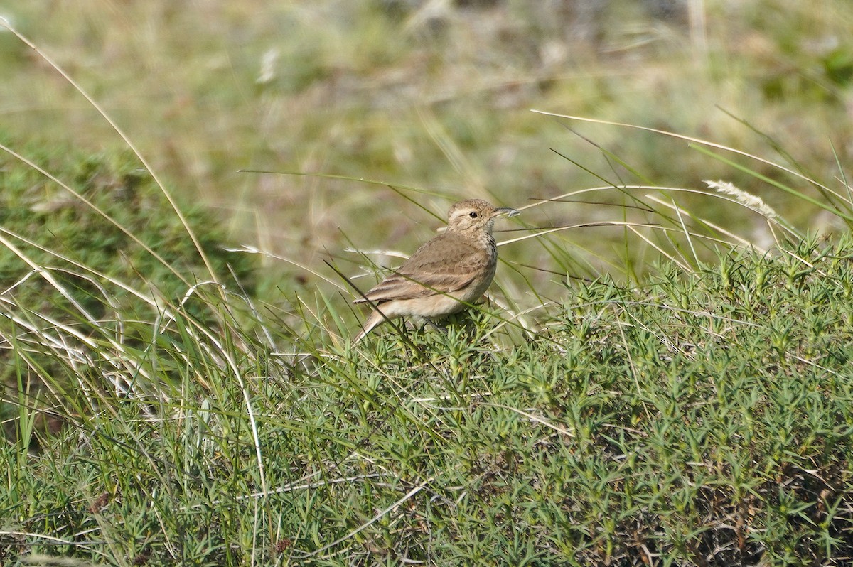 Common Miner (Patagonian) - ML645679488