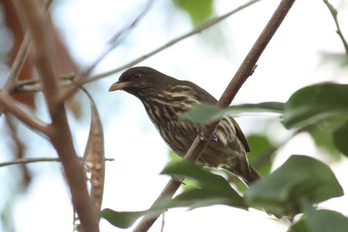 Palmchat - ML645679496