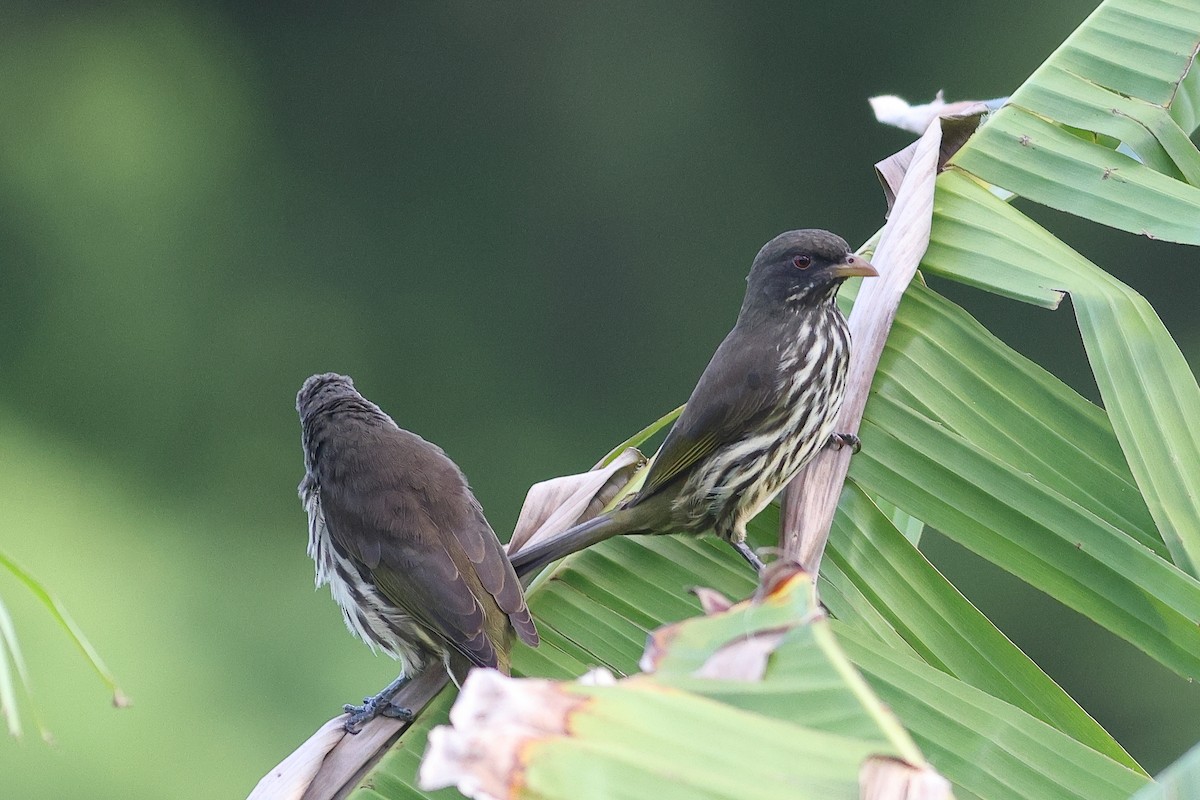 Palmchat - ML645679497
