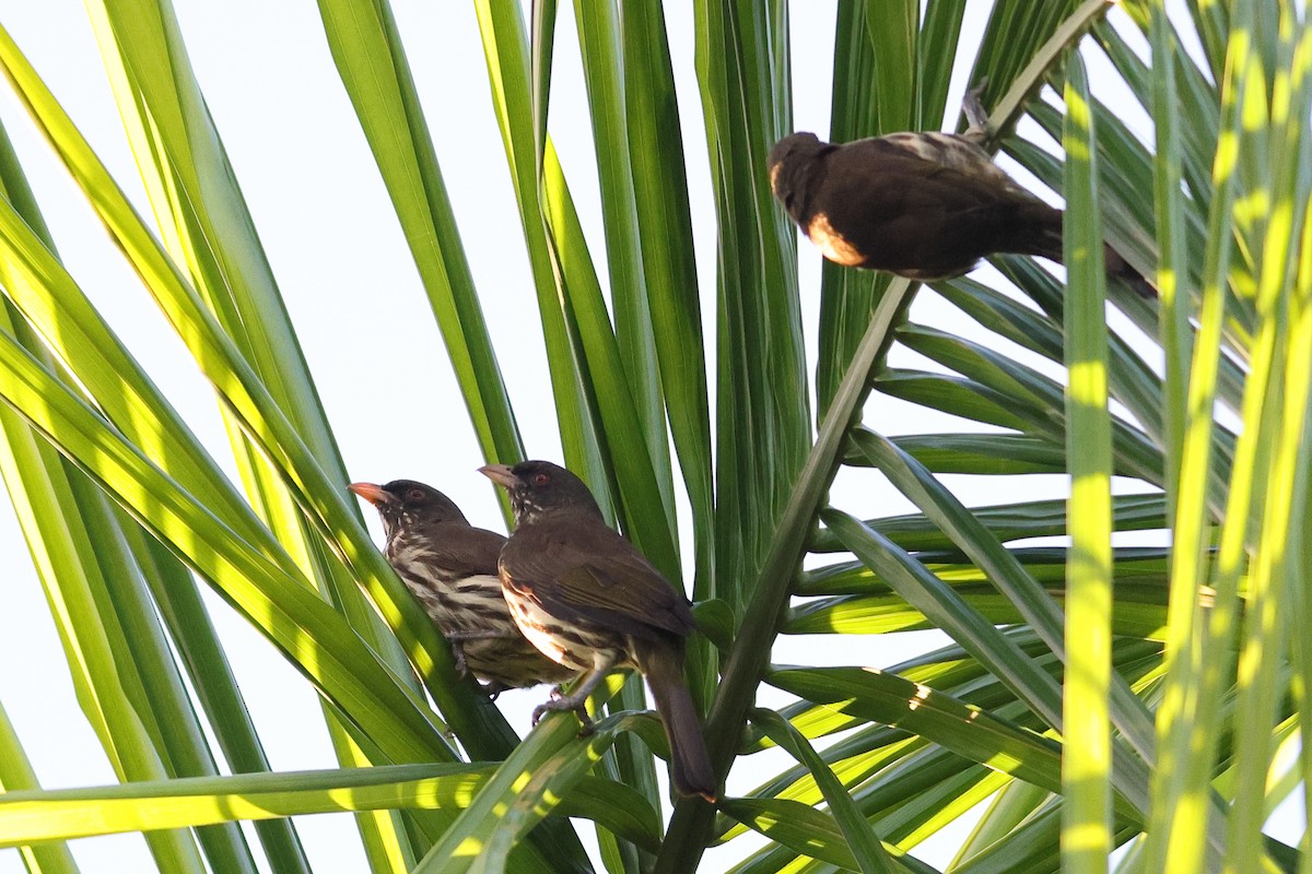 Palmchat - ML645679500
