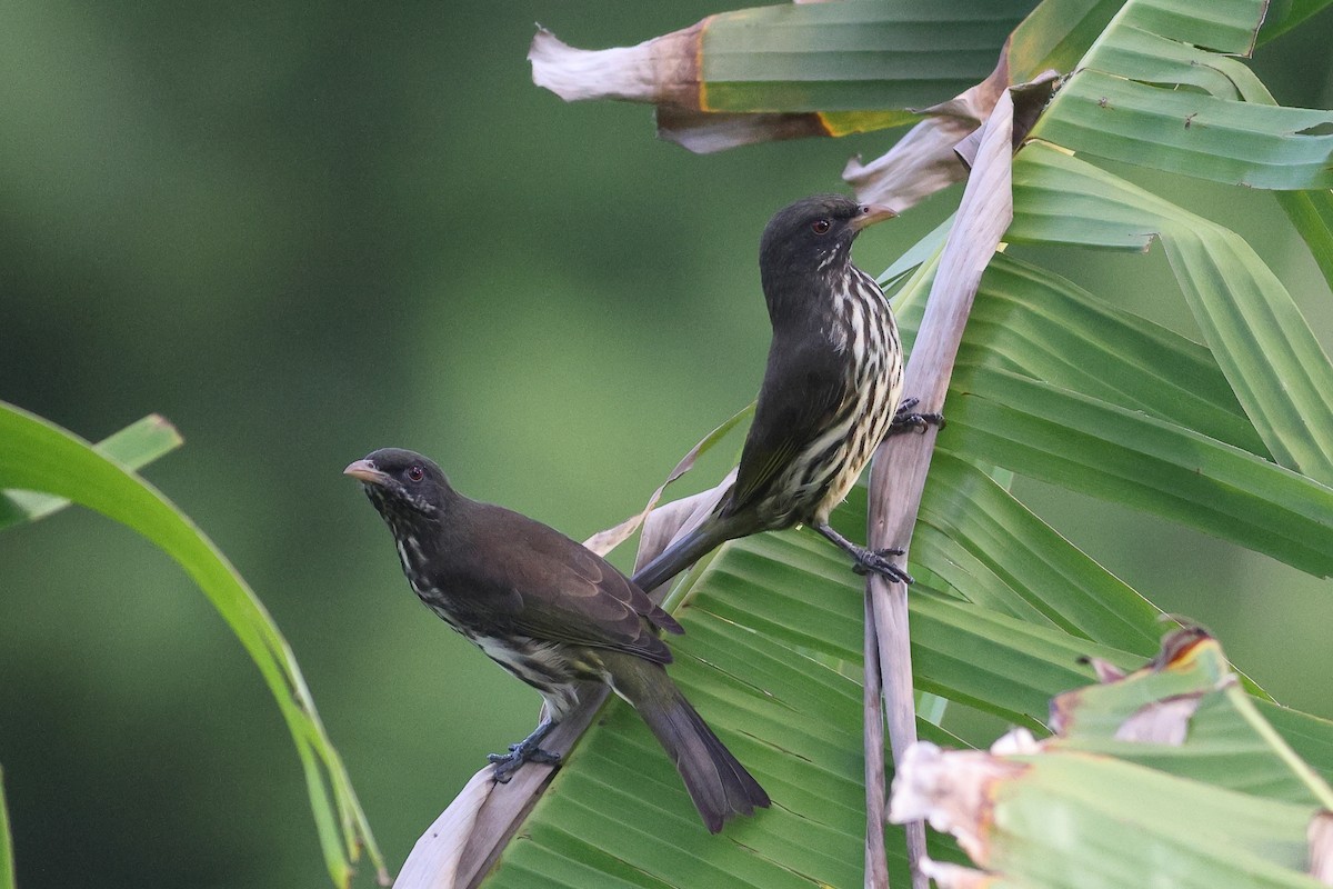 Palmchat - ML645679501