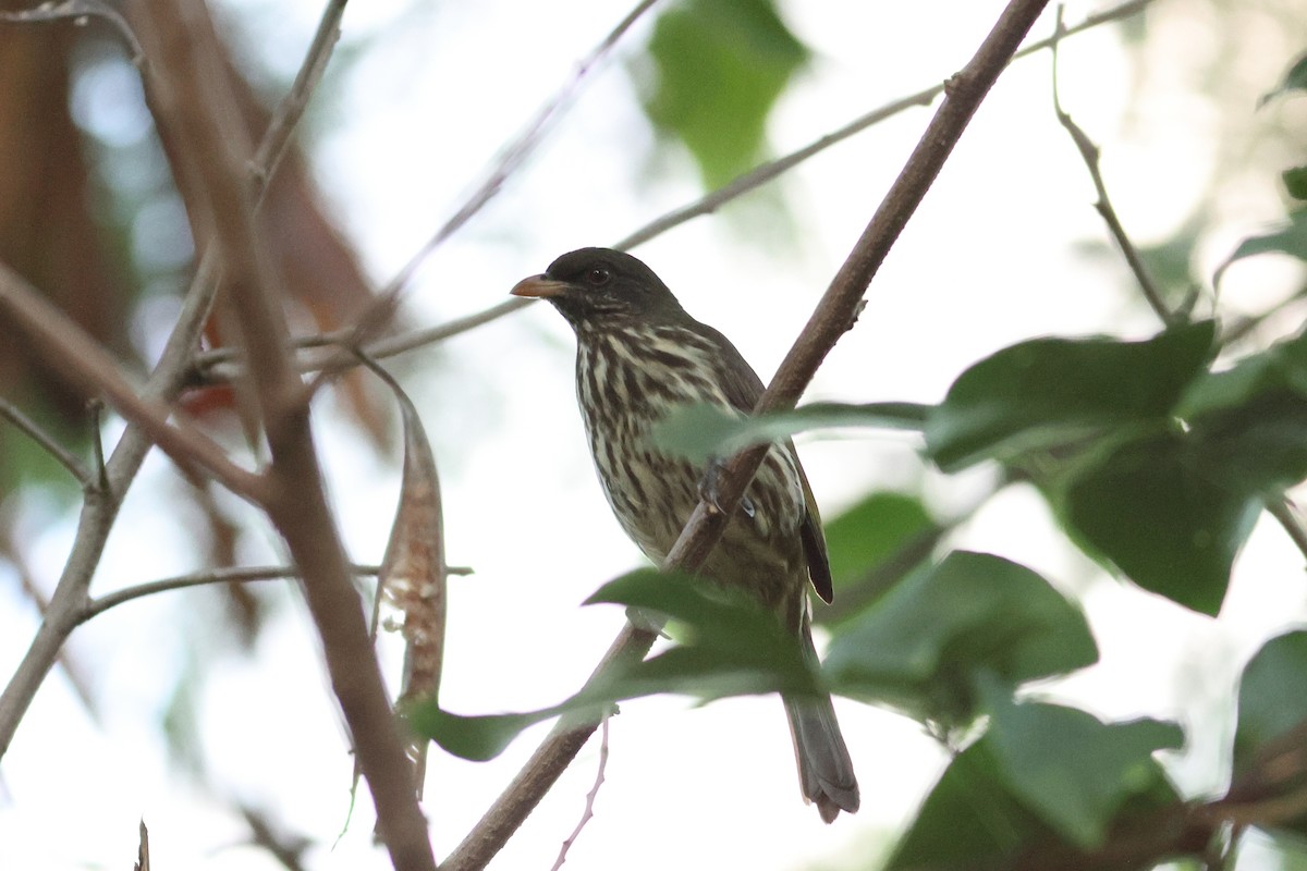 Palmchat - ML645679502