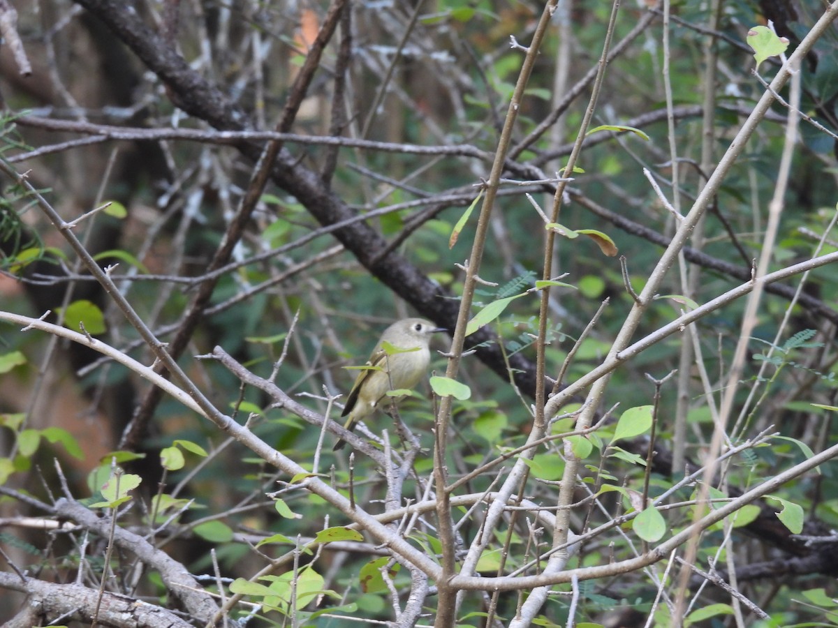 Ruby-crowned Kinglet - ML645679503