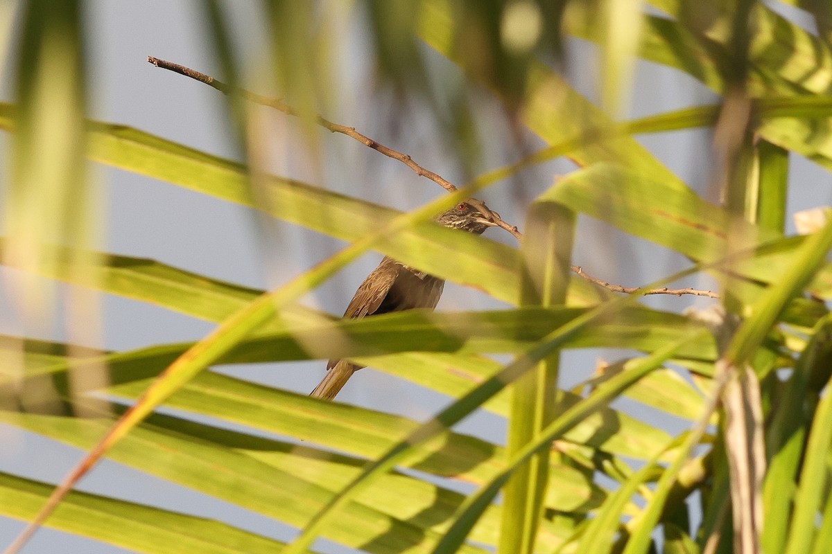 Palmchat - ML645679505