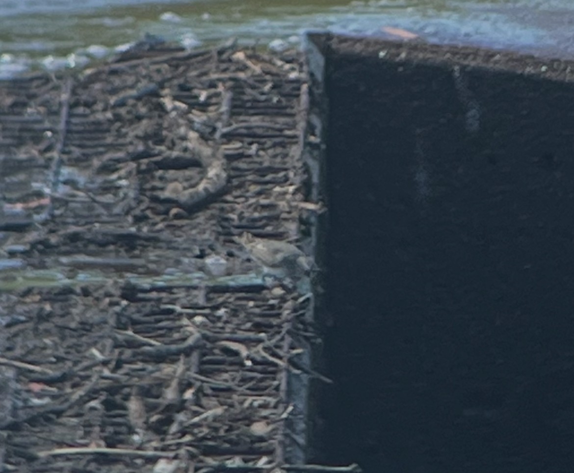 jespák tundrový - ML645679509