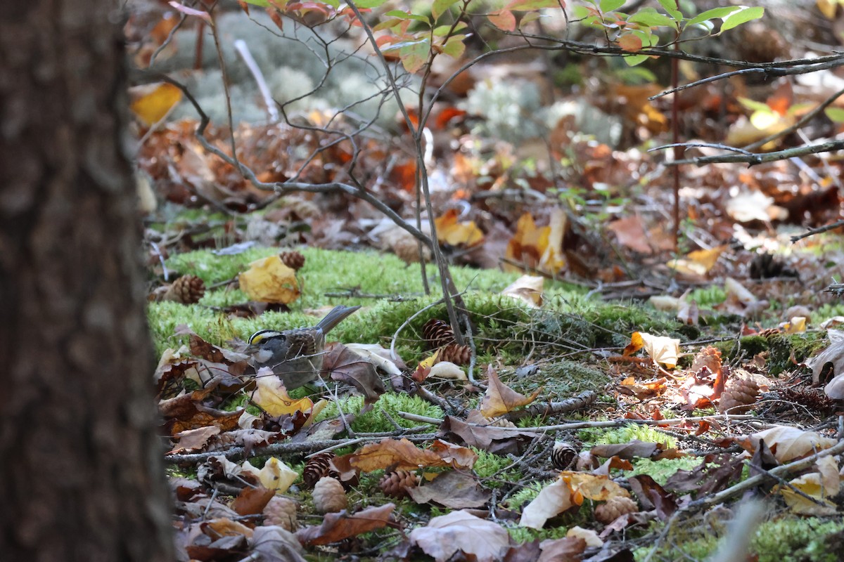 White-throated Sparrow - ML645679512