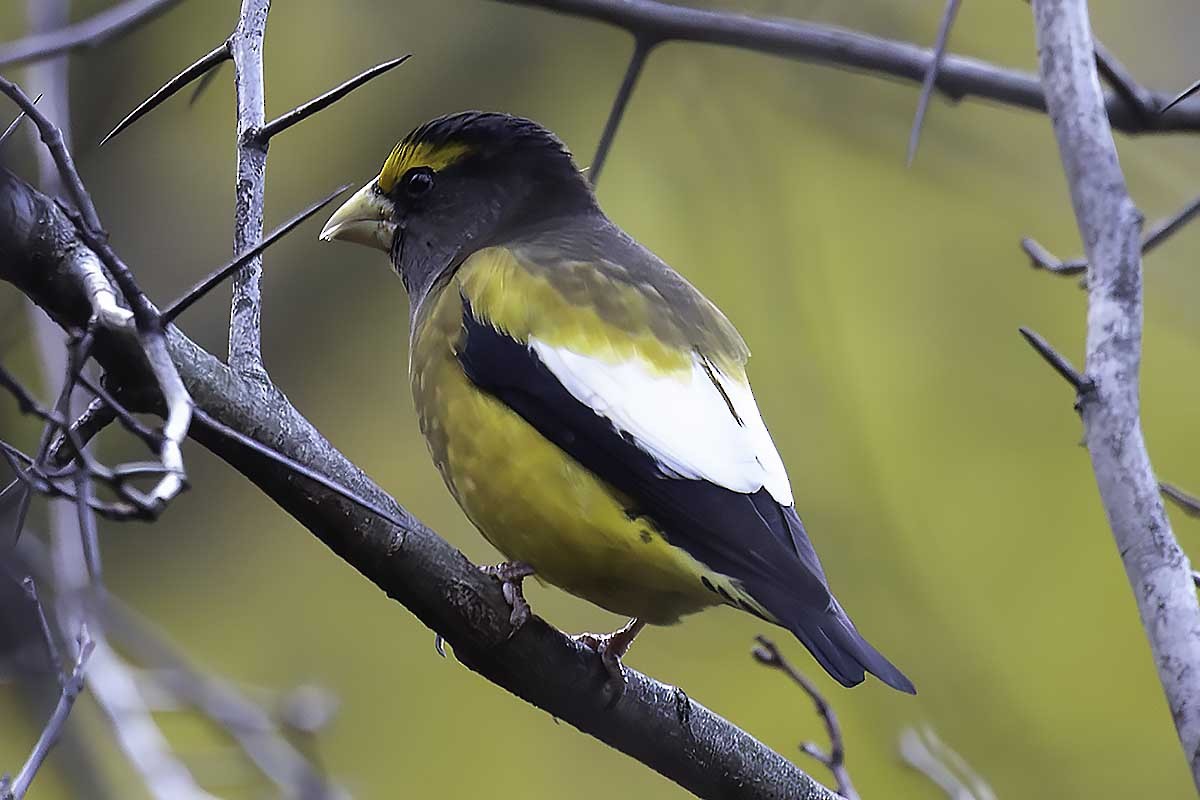 Evening Grosbeak - ML645679516
