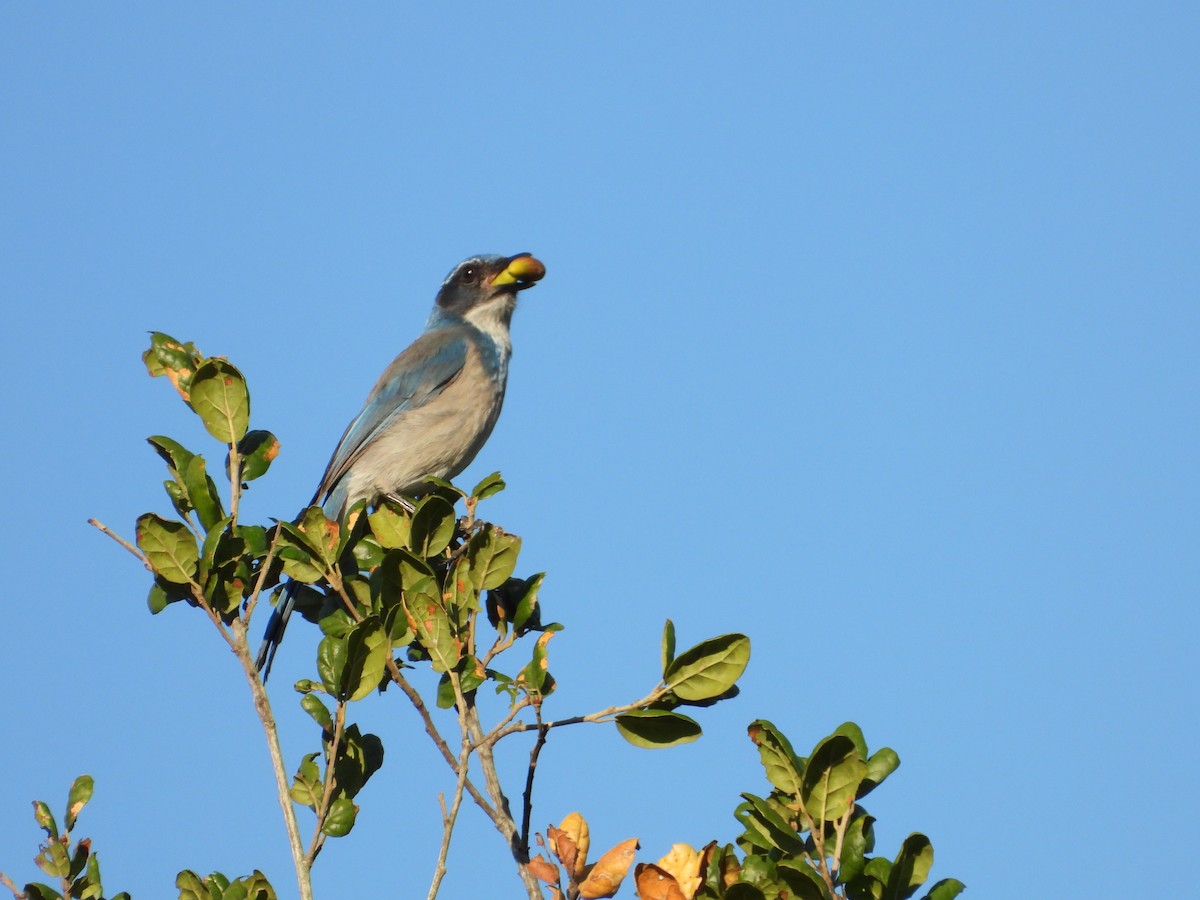 California Scrub-Jay - ML645679523
