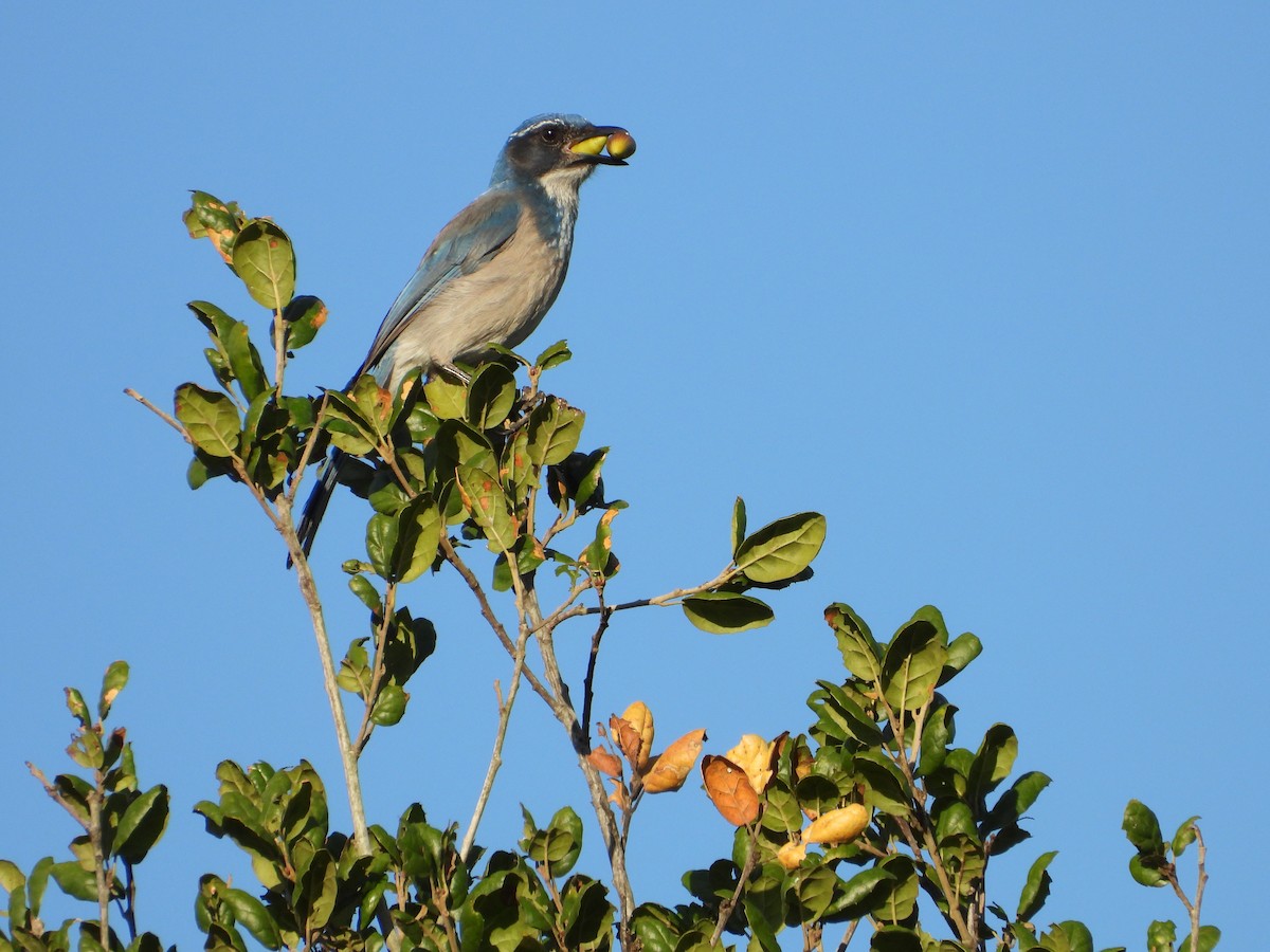 California Scrub-Jay - ML645679524