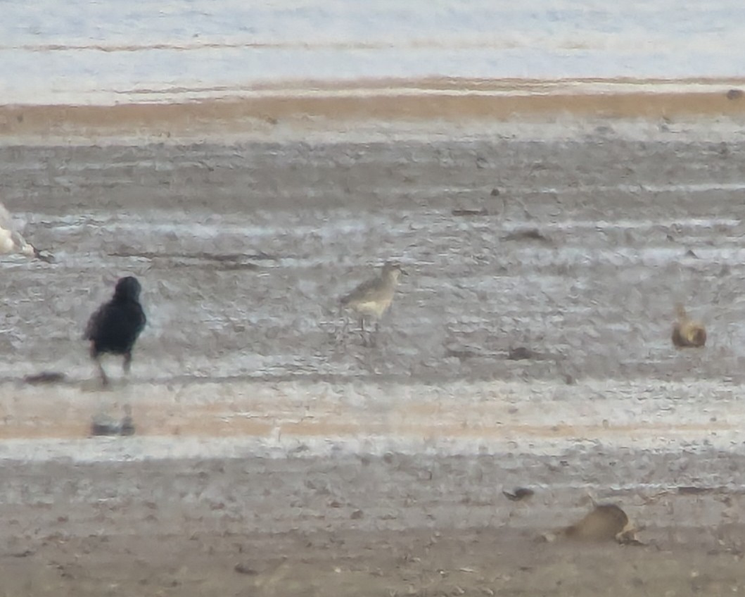 Txirri grisa/Urre-txirria sp. - ML645679530