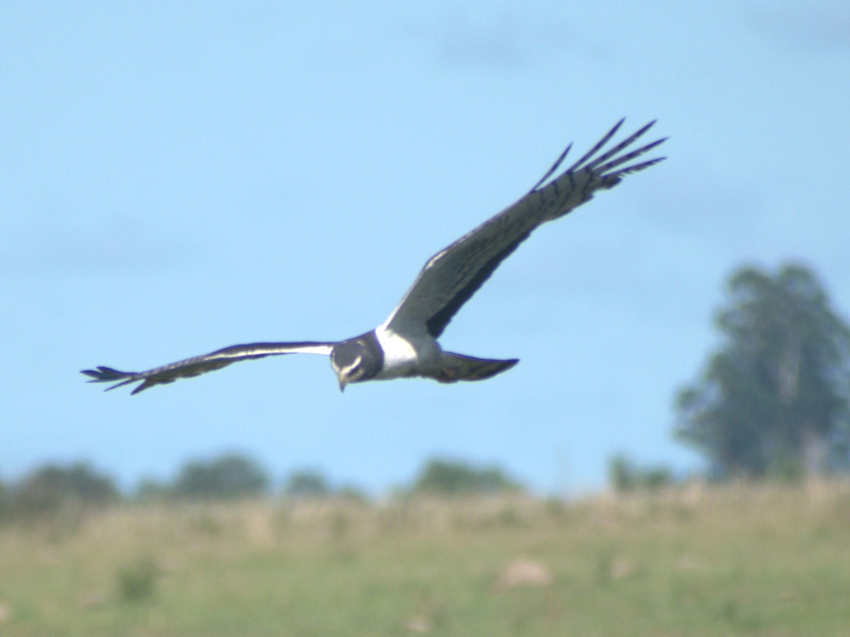 Long-winged Harrier - ML645679532