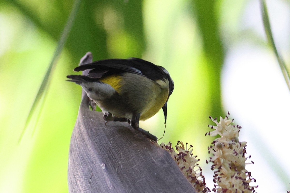 Sucrier à ventre jaune - ML645679533