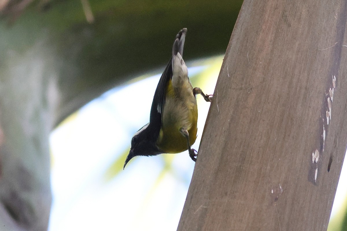 Sucrier à ventre jaune - ML645679534