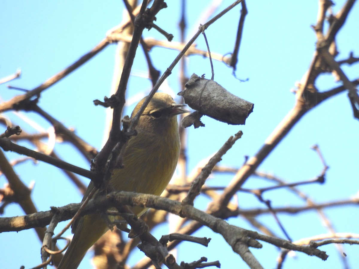 Orange-crowned Warbler - ML645679536