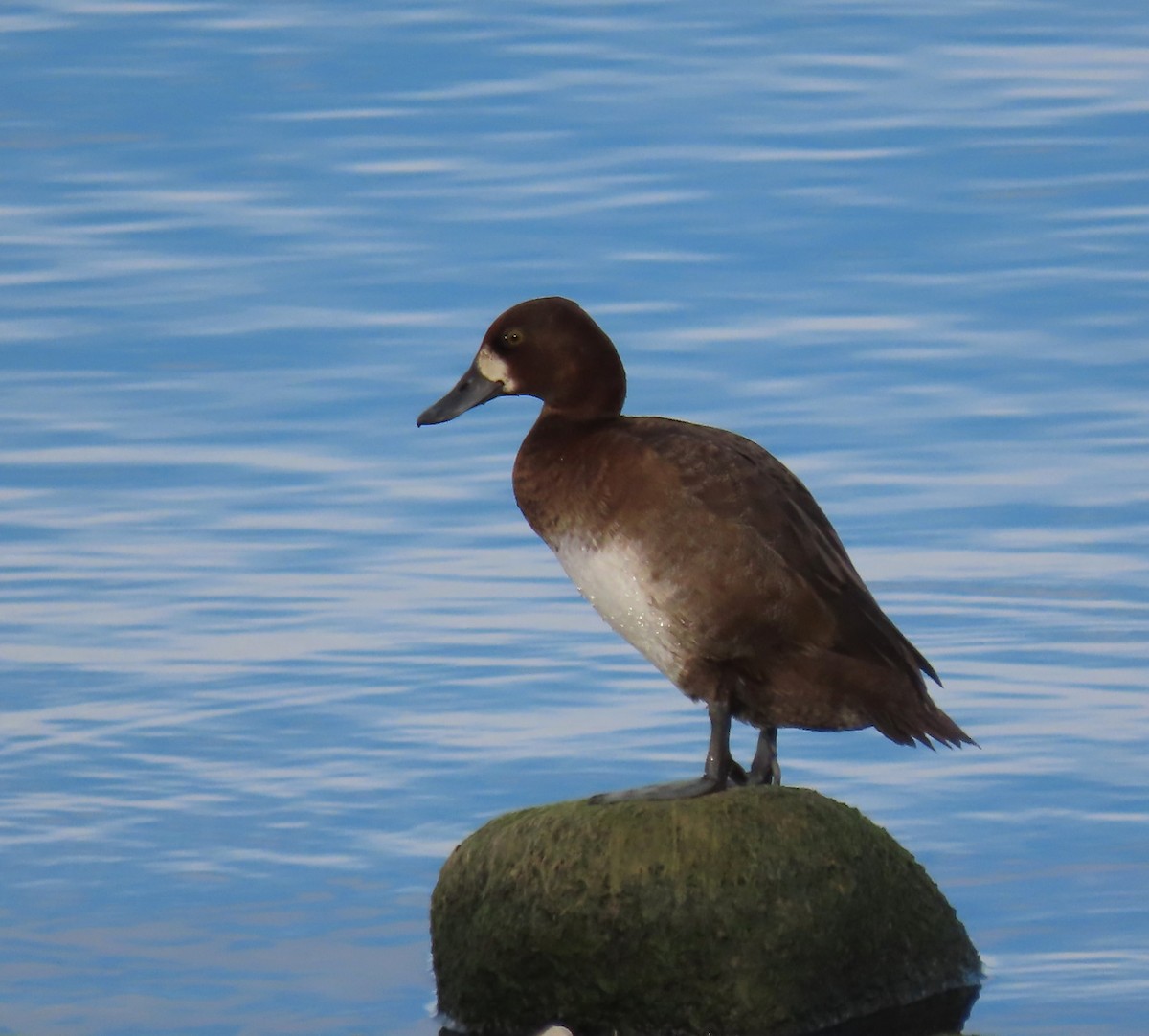 Greater Scaup - ML645679543