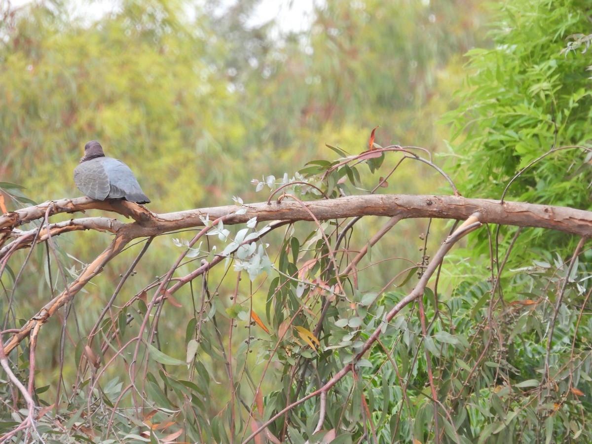 Paloma Picazuró - ML645679545