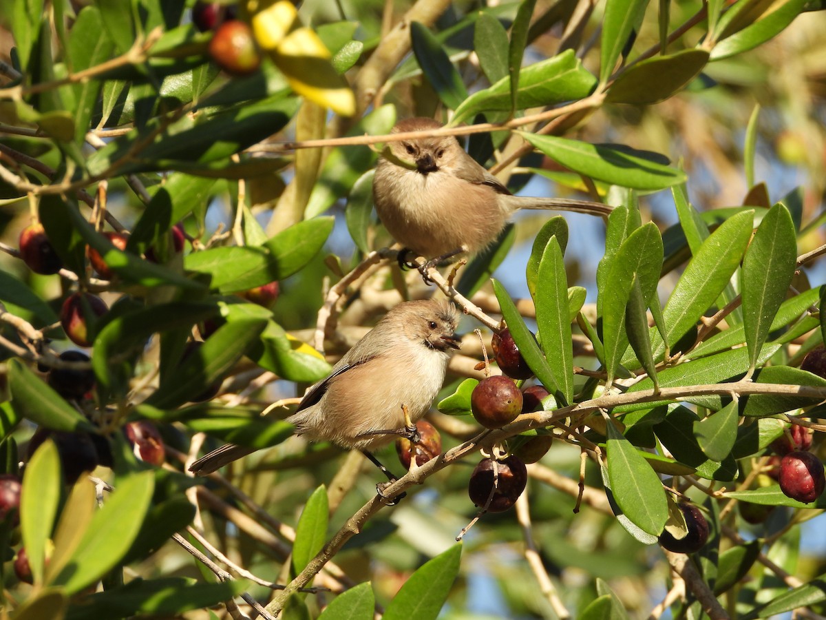Bushtit - ML645679554
