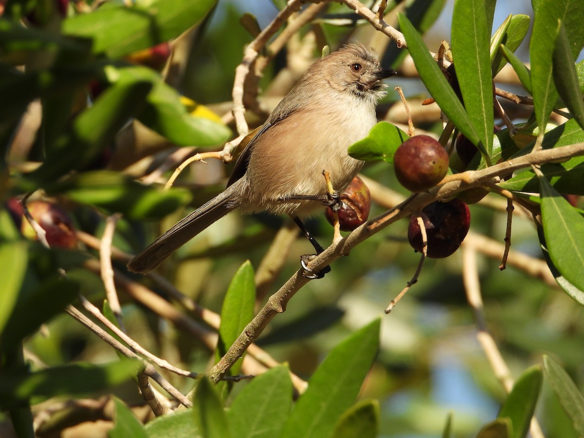 Bushtit - ML645679555