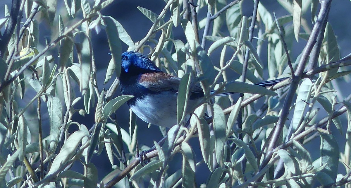 Красноспинный малюр - ML645679561