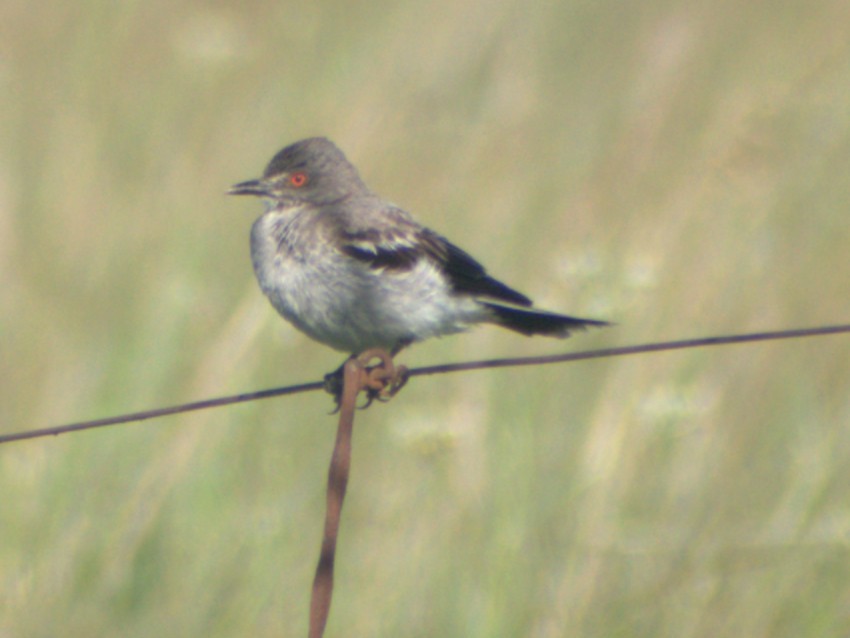 Gray Monjita - ML645679562