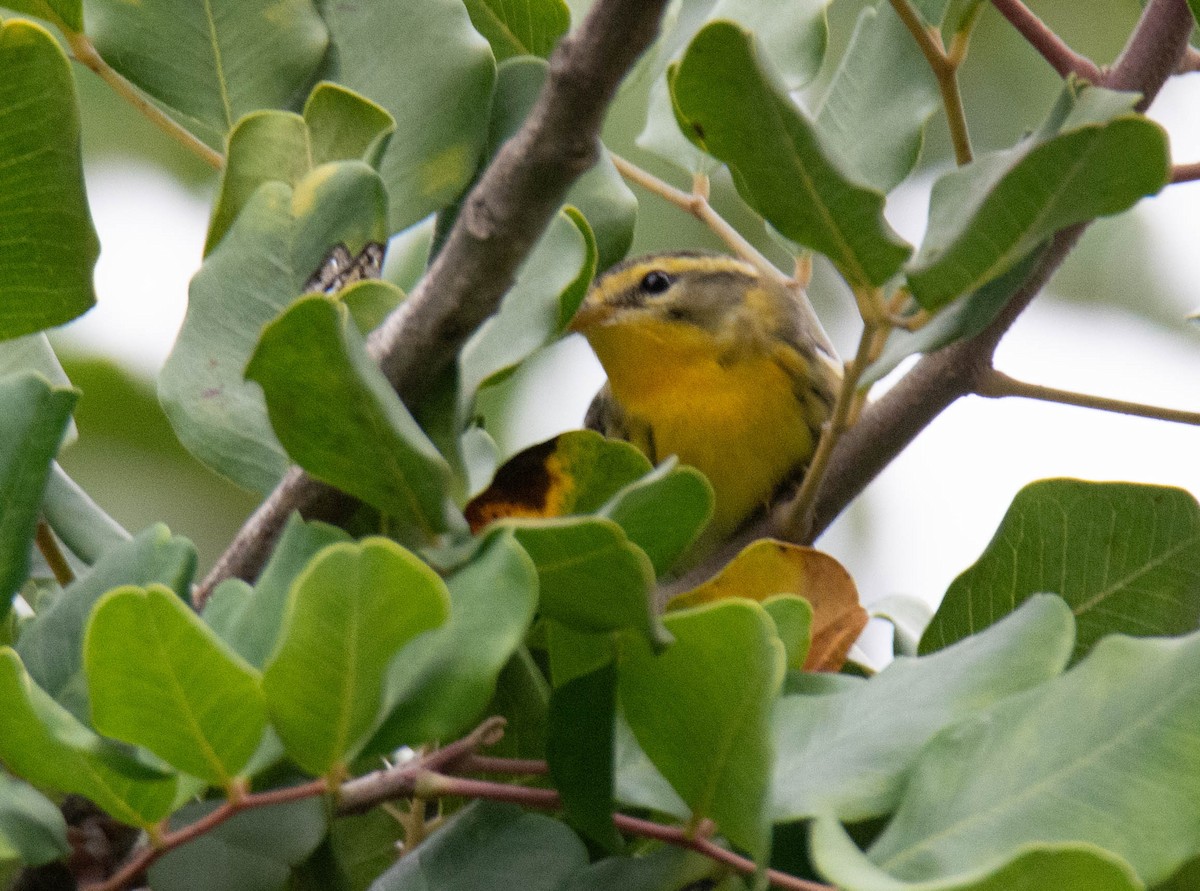 Blackburnian Warbler - ML645679571