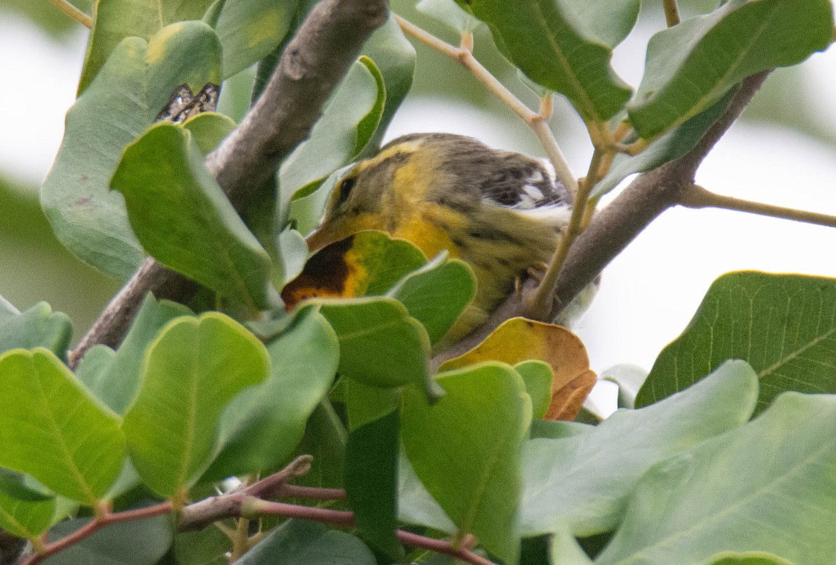 Blackburnian Warbler - ML645679572