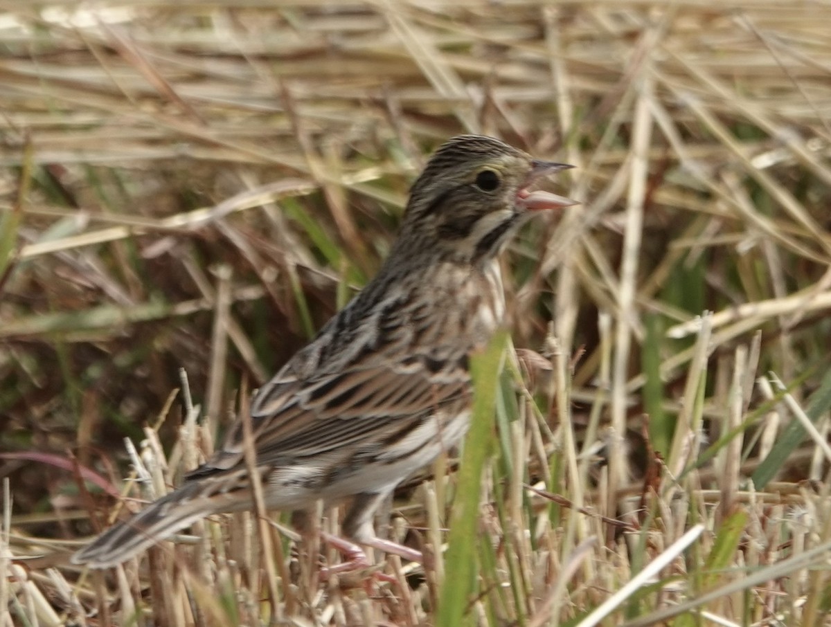 Savannah Sparrow - ML645679585