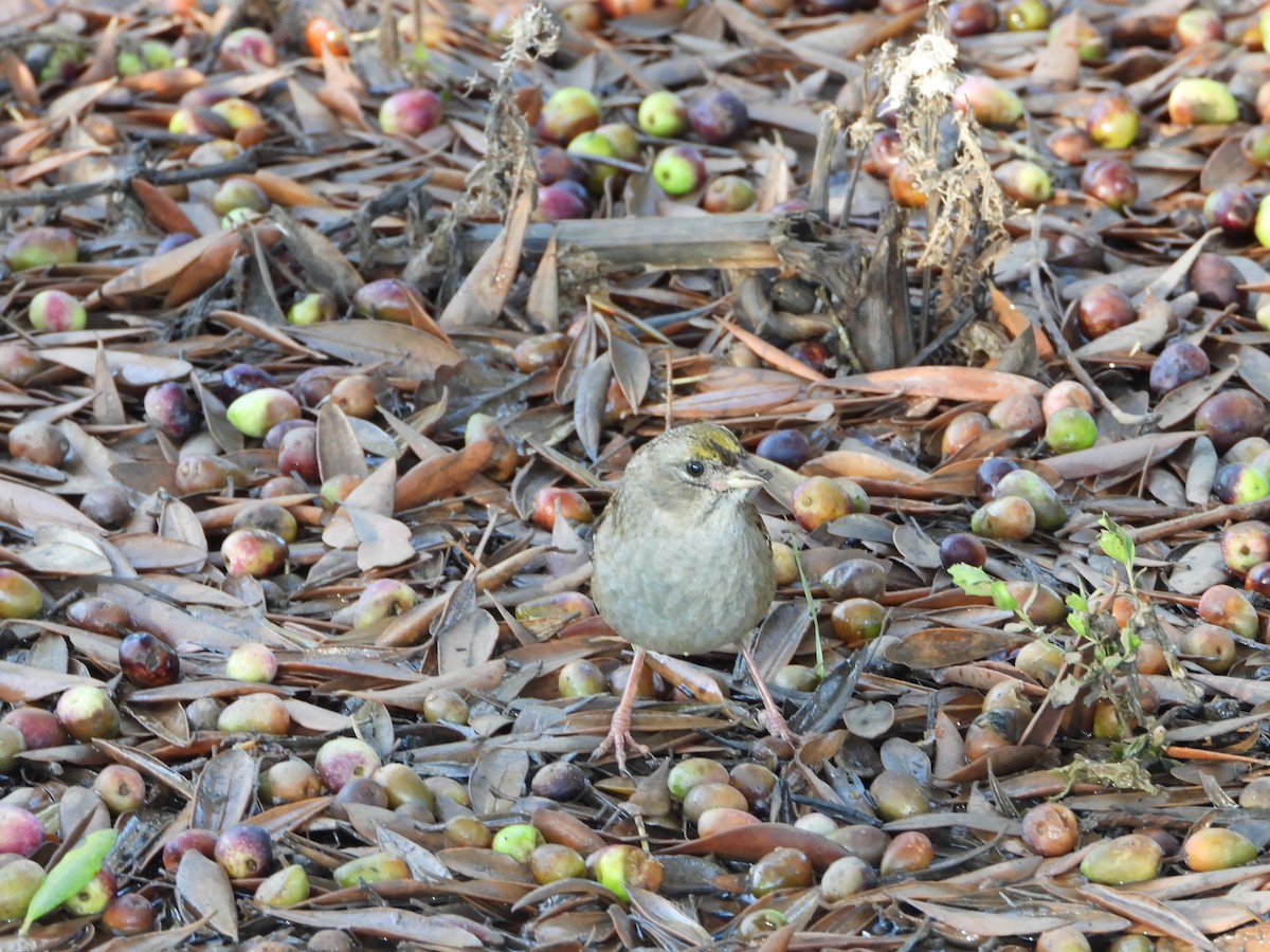 Golden-crowned Sparrow - ML645679588