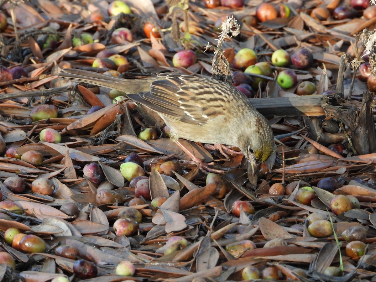 Golden-crowned Sparrow - ML645679589