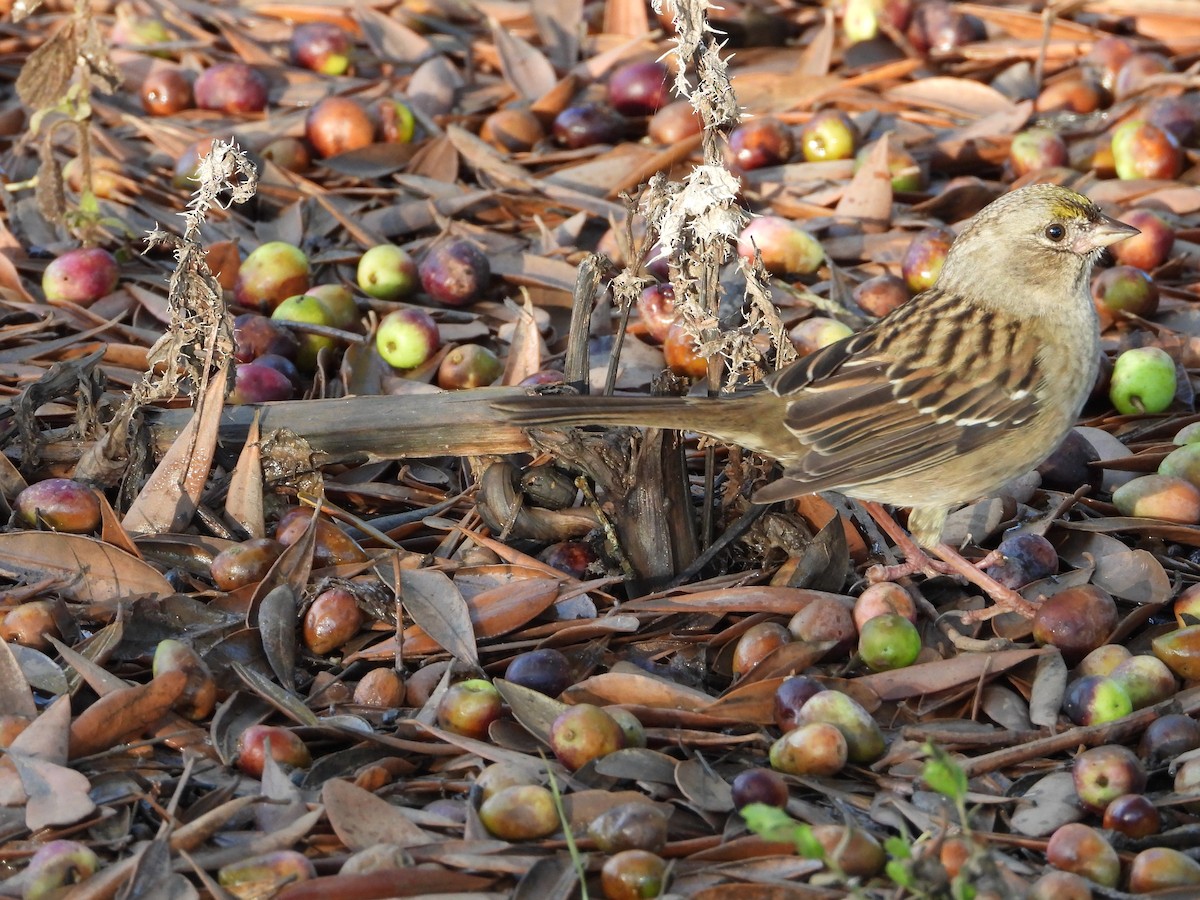 Golden-crowned Sparrow - ML645679590