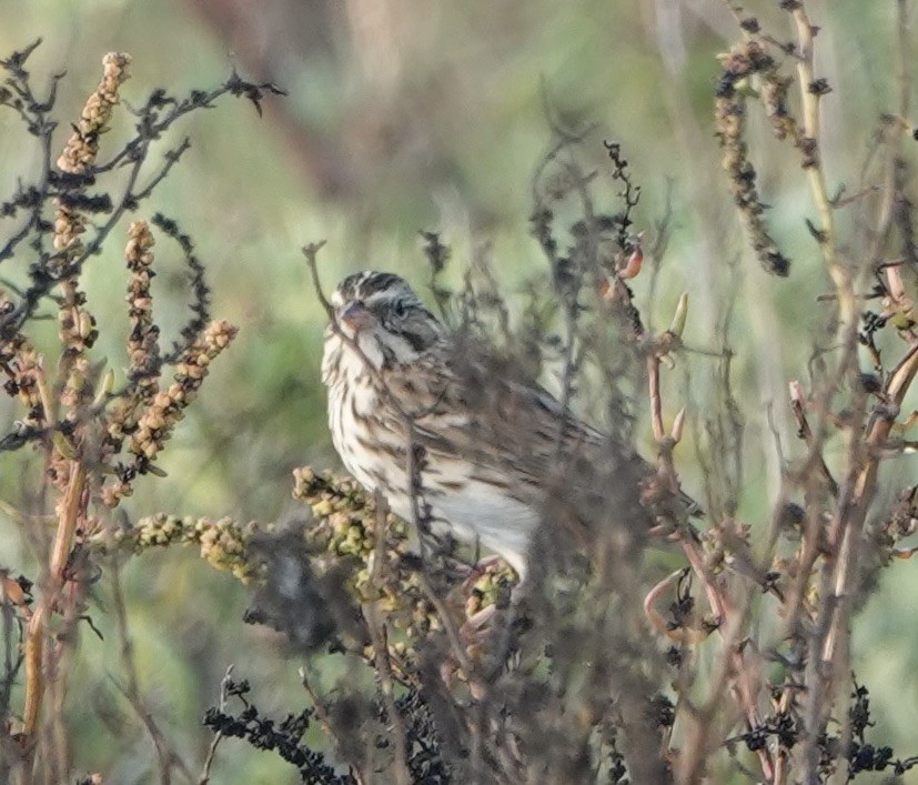 Savannah Sparrow - ML645679591